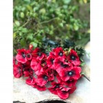 ΚΛΑΔΙ ΠΑΠΑΡΟΥΝΑ LUKIA
