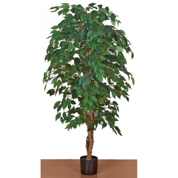 ΦΥΤΟ ΜΠΕΝΤΖΑΜΙΝ 150CM